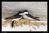  House Martin � Janet Zinn
