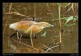  Squacco Heron � Janet Zinn