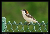  Woodchat Shrike � Janet Zinn