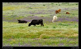  Ferdinand amongst the flowers � Janet Zinn