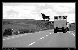  Roadside Bull, en route to Sevilla � Janet Zinn