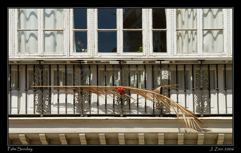 palm_2993a