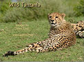 Wild Tanzania